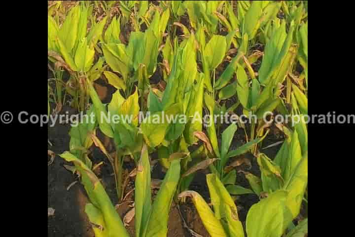 leaf curl virus treatment